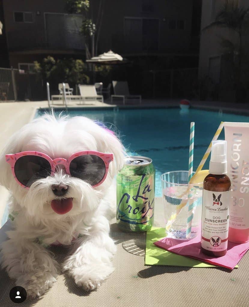 Dog Sunscreen 4 oz