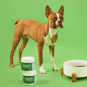 Probiotic 4 Billion Soft Chew Treats for Dogs