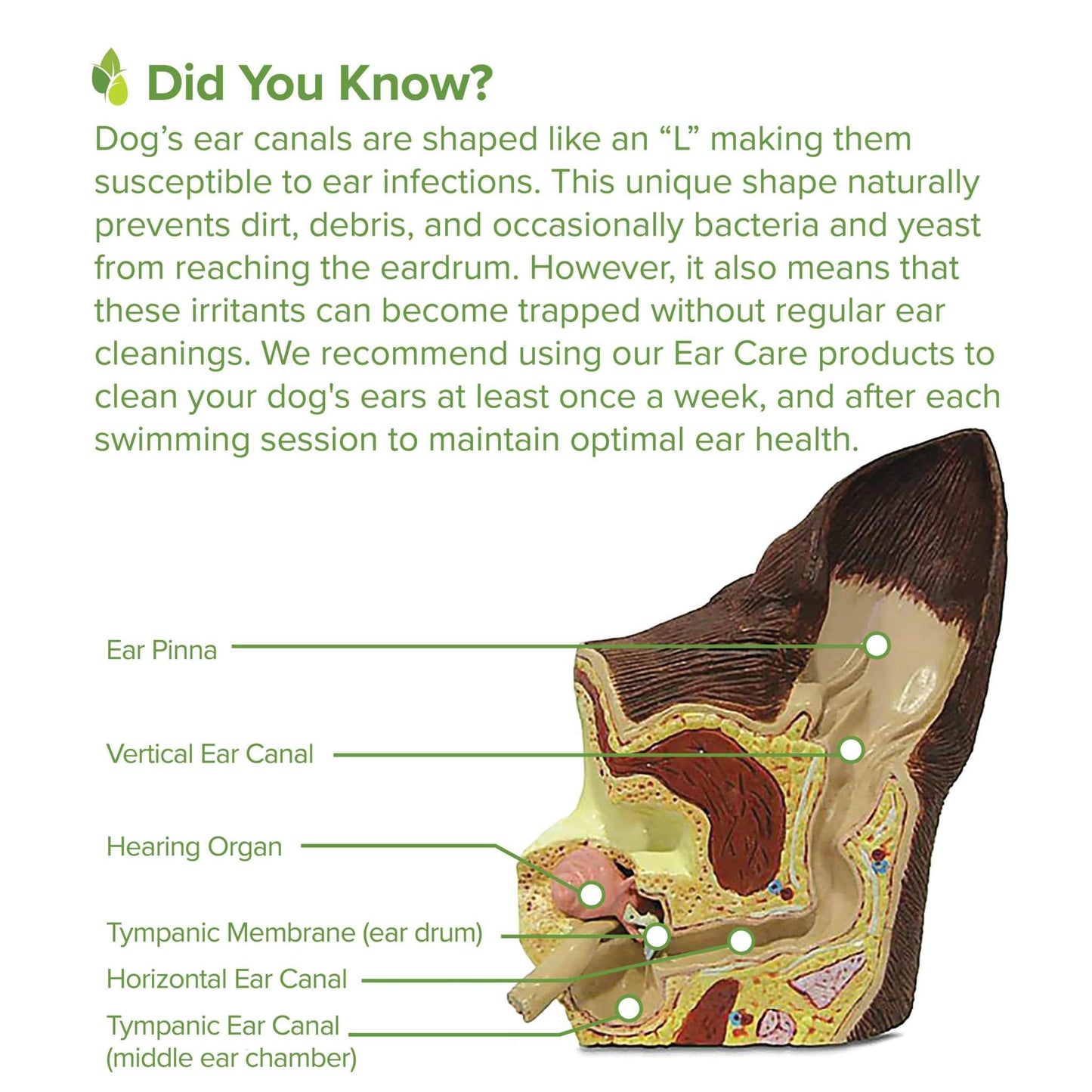 👂🌿 Natural Ear Finger Wipes for Dogs &amp; Cats – Gentle Daily Ear Cleaning, 50 Count