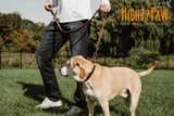 🐕 Martingale Dog Collar – Premium Leather & Stainless Steel Training Collar 🖤✨