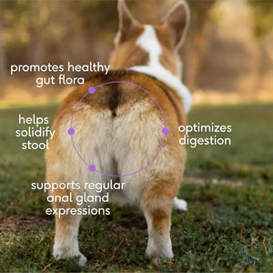 WonderGland Anal Gland