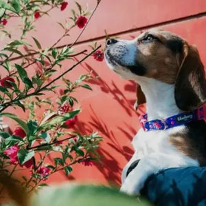 Spring Floral Pattern Light-Weighted Adjustable Dog Collar