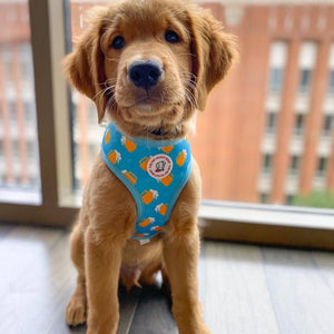 Summer Beer Reversible Harness