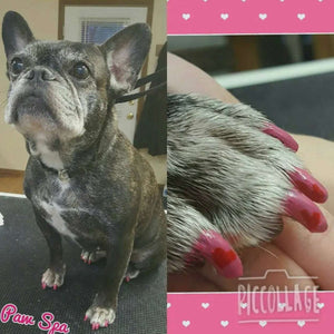 Pawdicure Nail Polish Pen