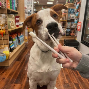 Puppy Polisher Eco Toothbrush - (Medium)