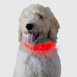 Led Safety Light-Up Dog Collar