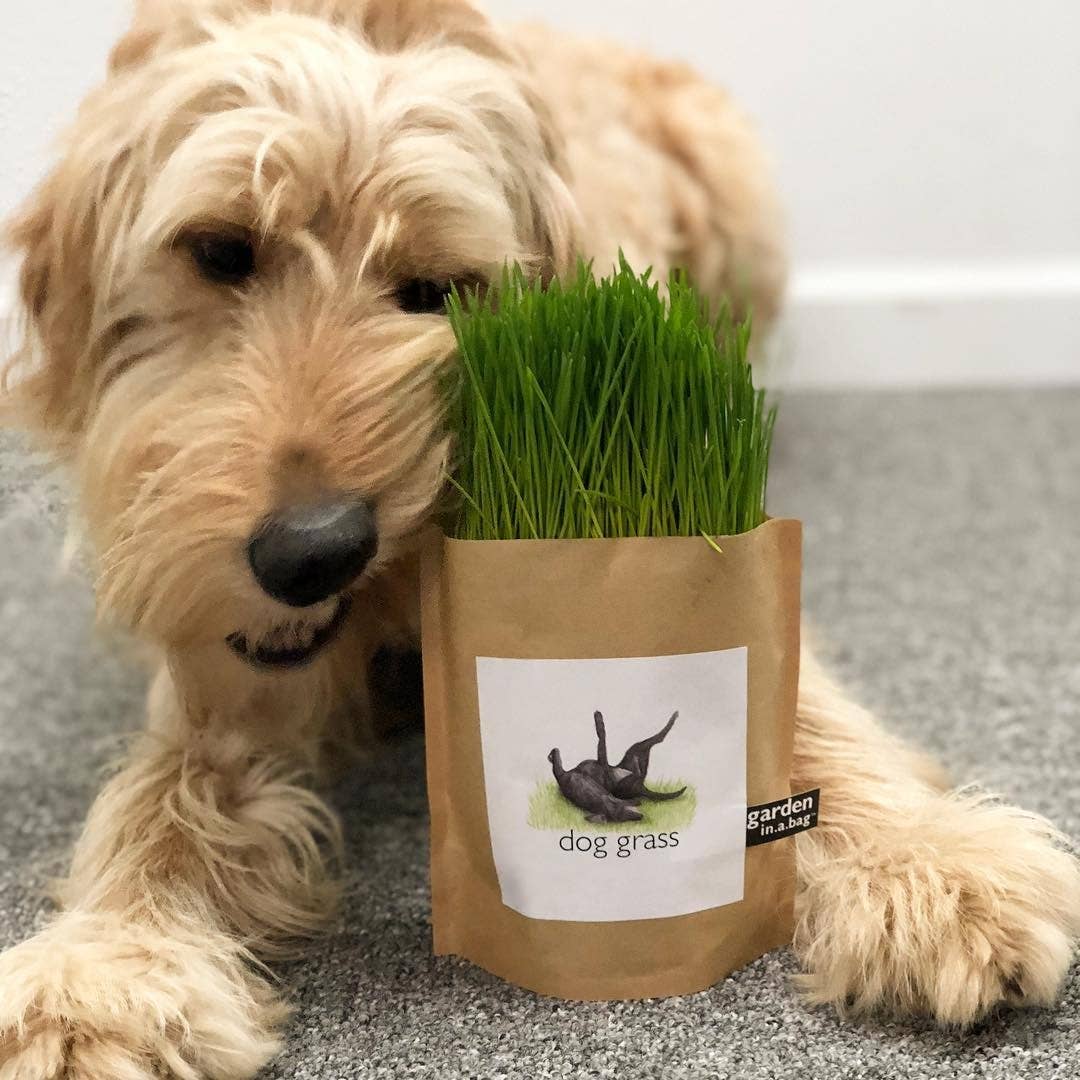 🐶🌱Garden in a Bag | Dog Grass | Spring Pet Treat Gift