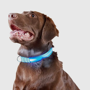 Led Safety Light-Up Dog Collar
