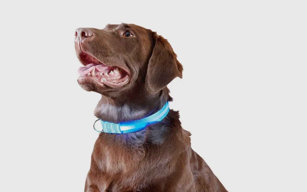 Led Safety Light-Up Dog Collar