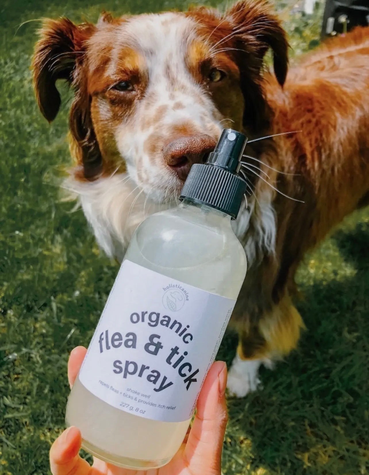 Organic Flea & Tick Spray