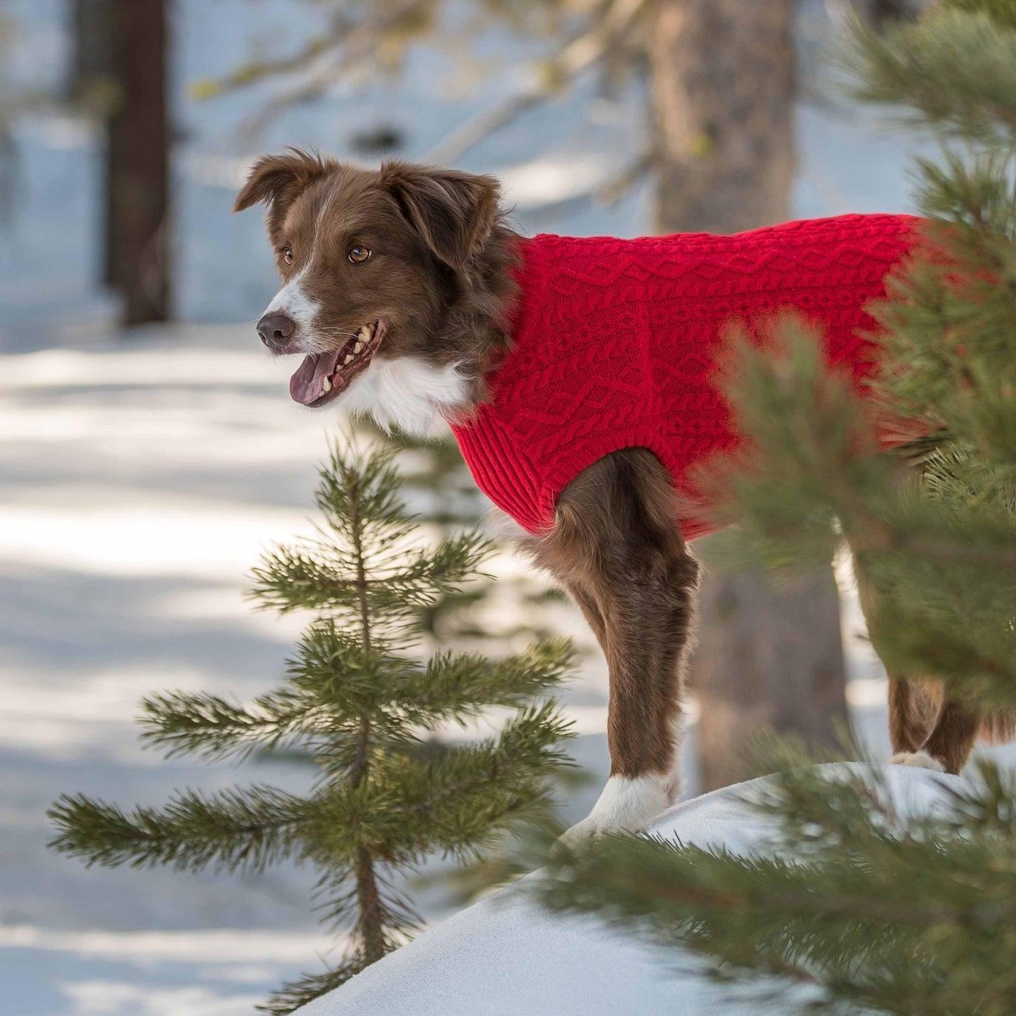 ❄️🐾 Lightweight Wool‑Blend Cable‑Knit Sweater