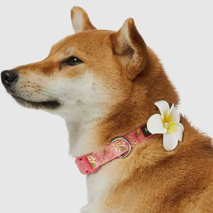 Tropical Yellow Plumeria Flower Dog Collar