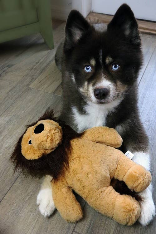 🦁💛 Rory the Lion Toy