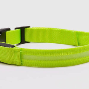 Led Safety Light-Up Dog Collar