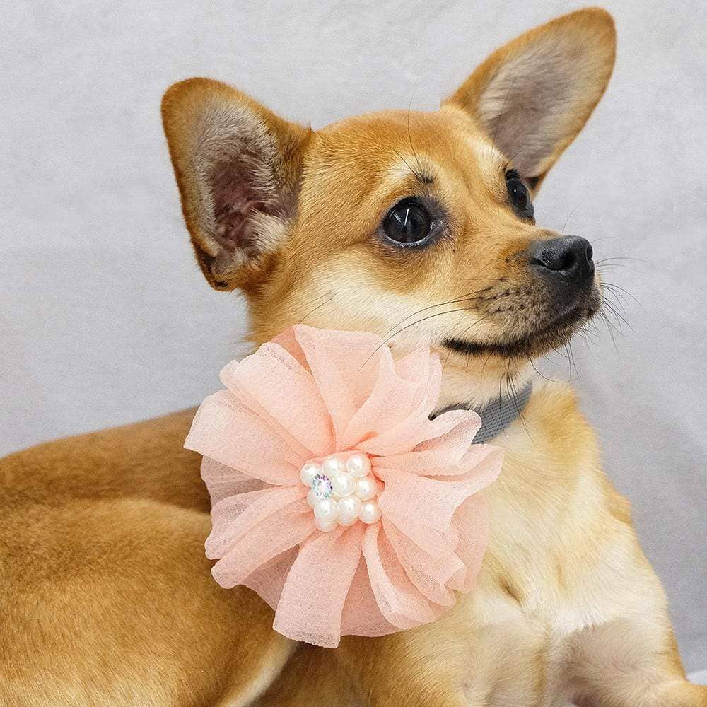 🌸👑 Flower & Pendant Dog Collar Accessory Set