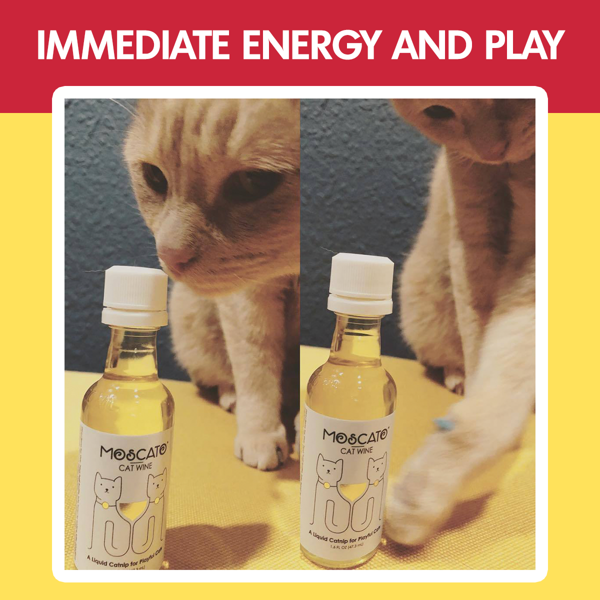Pawty Twin Pack Cat White Wines