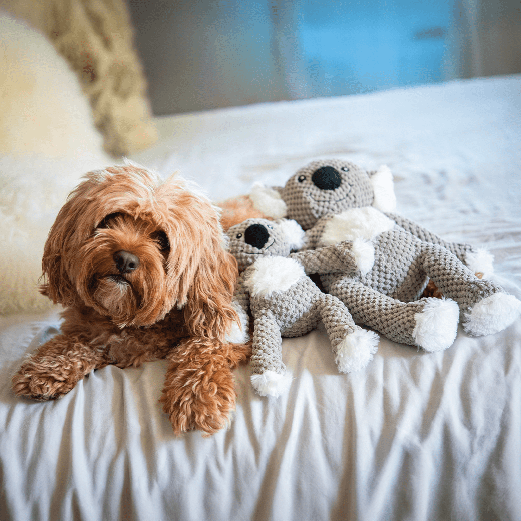 🐨💚 Floppy Koala Dog Toy