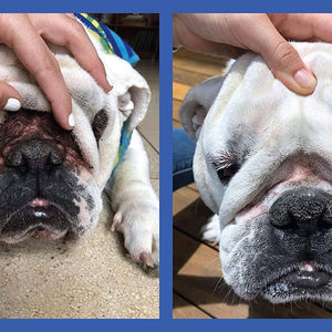 Squishface Wrinkle Wipes 5”x7” Dog Wipes with Chlorhexidine