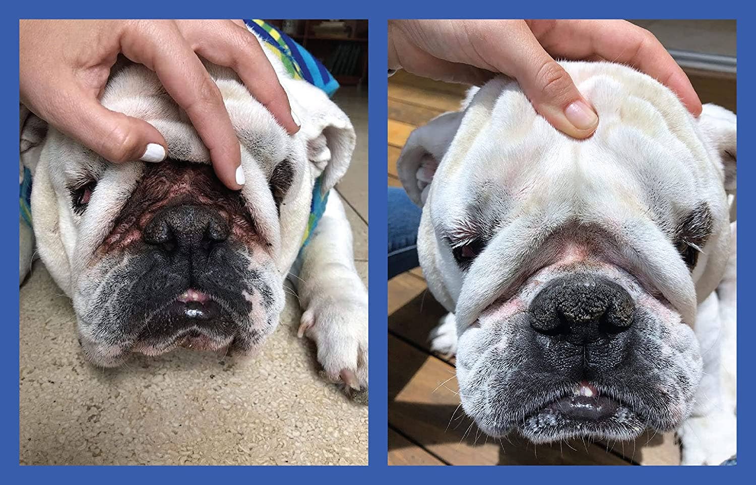 Squishface Wrinkle Wipes 5”x7” Dog Wipes with Chlorhexidine