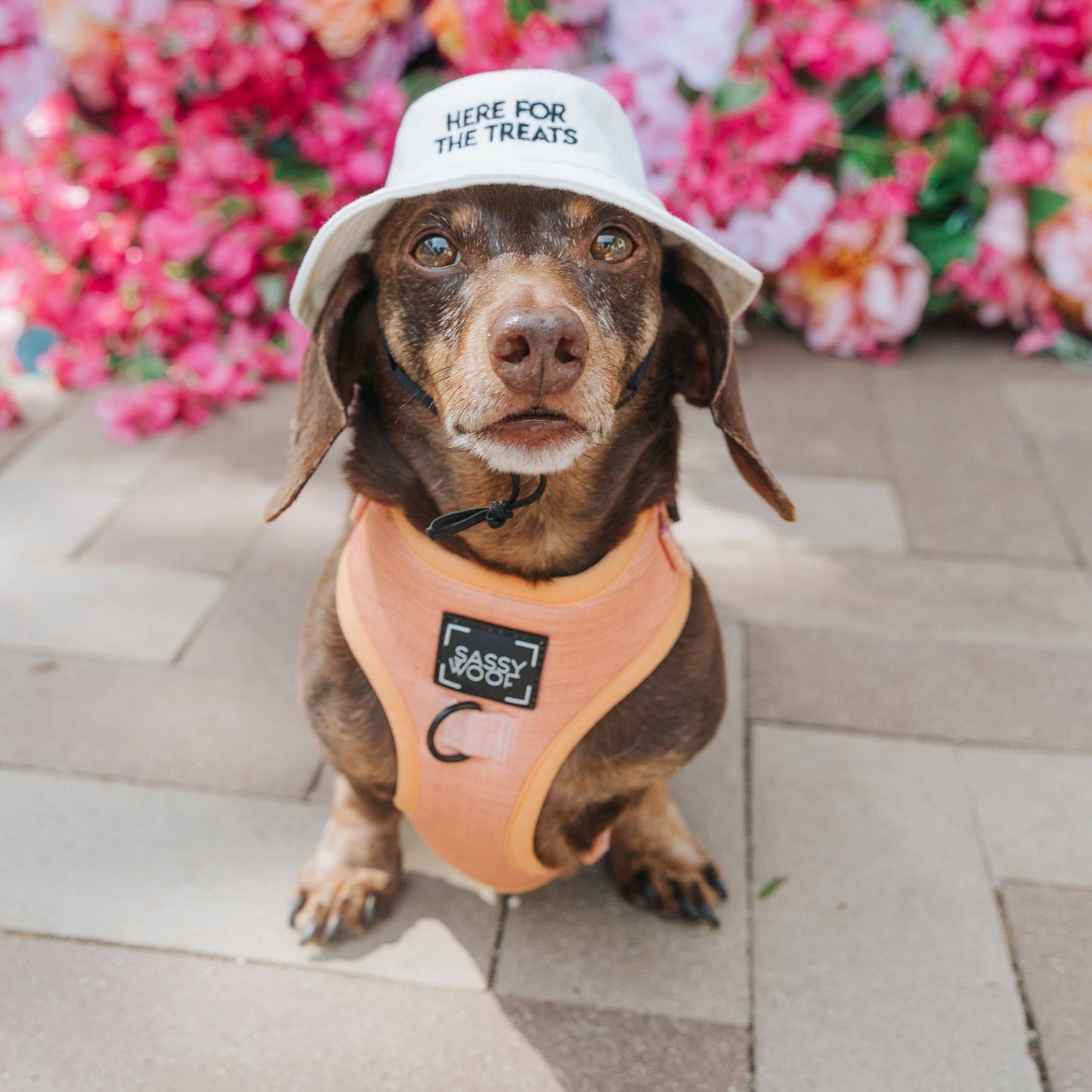 Dog Bucket Hat