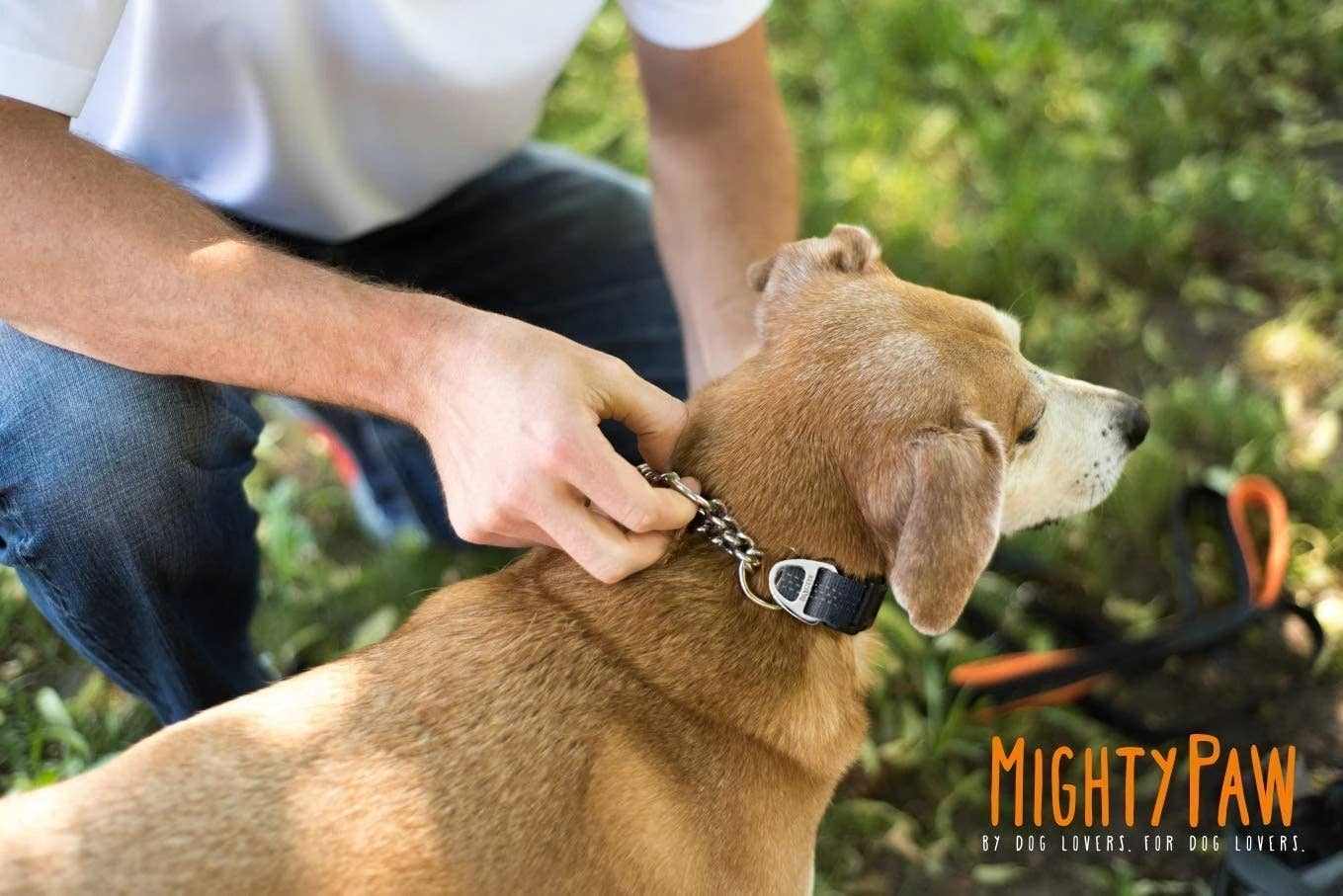 🐾✨Mighty Paw Martingale Collar