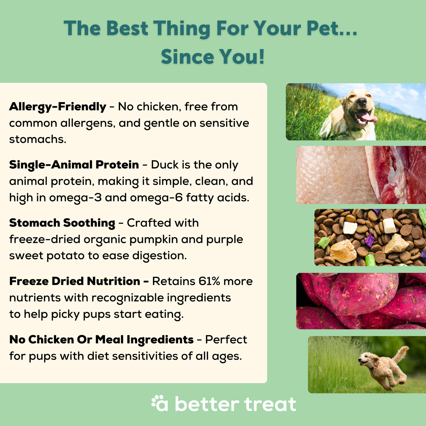 🦆🌱Allergy Friendly Duck Dog Food
