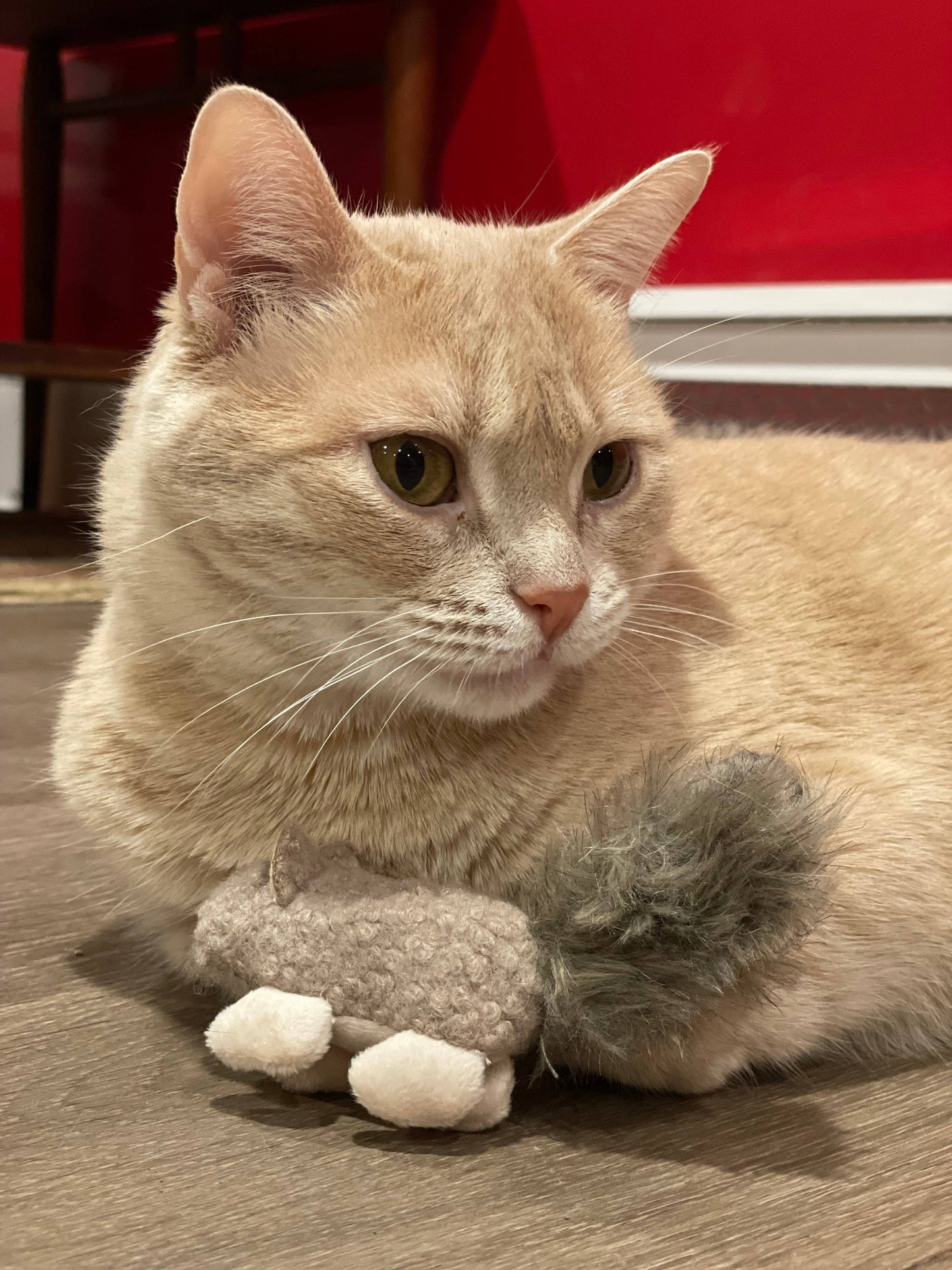 🐱🐿️ HuggleKats® Wee Fellar Squirrelie Cat Toy