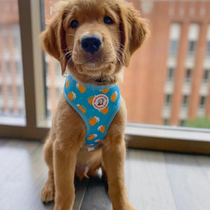 Summer Beer Reversible Harness