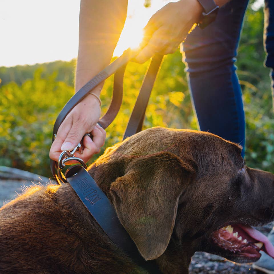 Mighty Paw Premium Leather Dog Leash – 5-Foot 🐶🤎