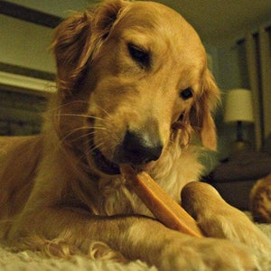 Gold Yak Dog Chews-Large