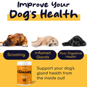Bowel Support for Dogs