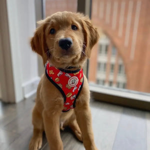 Fried Chicken Sandwich Reversible Harness