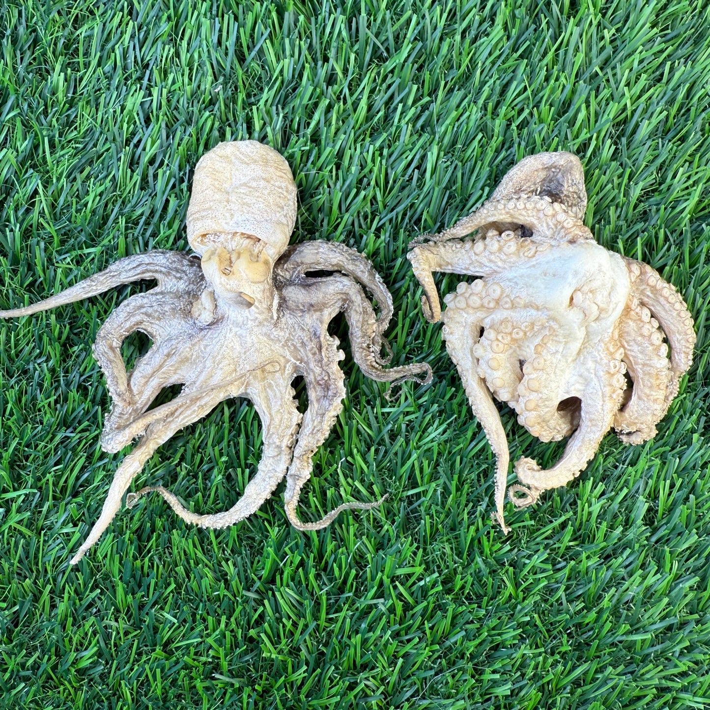 🐙🐶🐱 Freeze-Dried Baby Octopus – Single-Ingredient Treats for Dogs & Cats