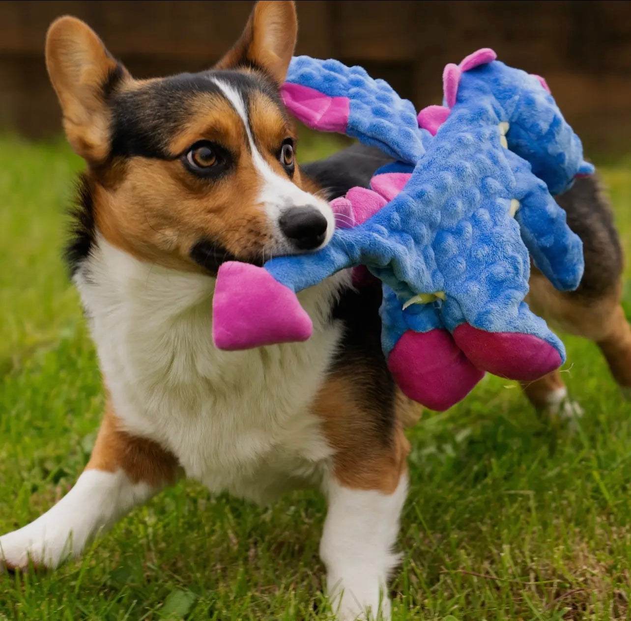 Godog - Dragons Squeaker Plush Pet Dog Toy