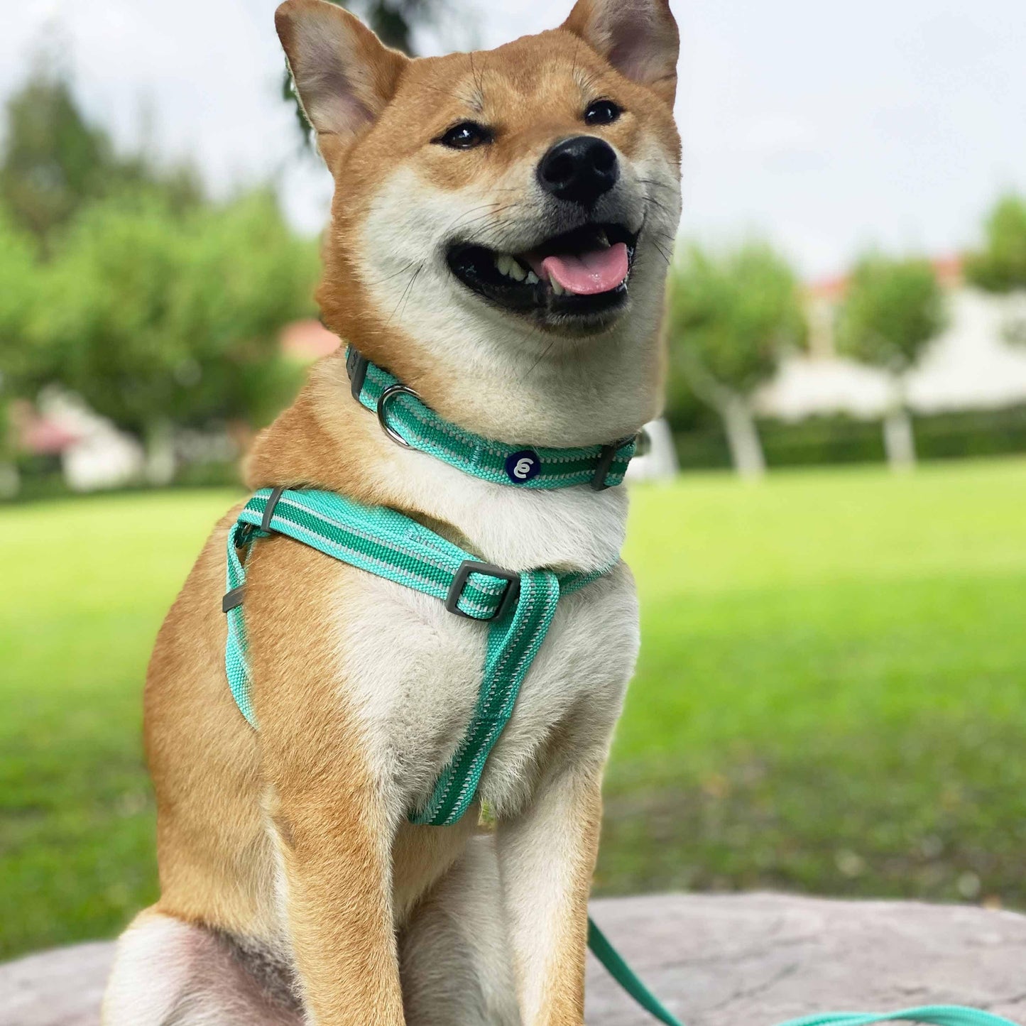 🌙🐾Better Basics Reflective Dog Harness