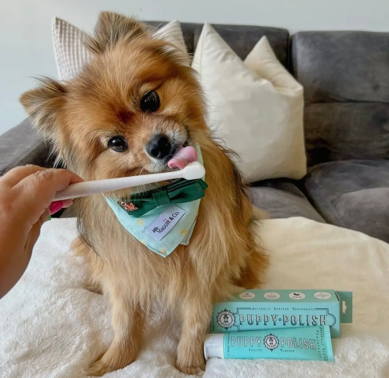 Puppy Polish Toothpaste - Filet Mignon (Beef)