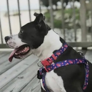 Spring Floral Pattern Light-Weighted Adjustable Dog Collar