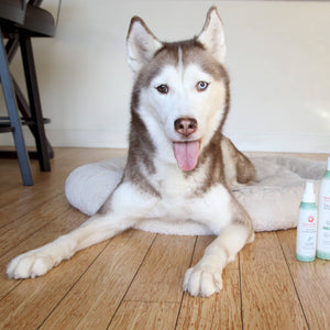 🌿🍃 Eucalyptus Peppermint 4.5 oz Spray