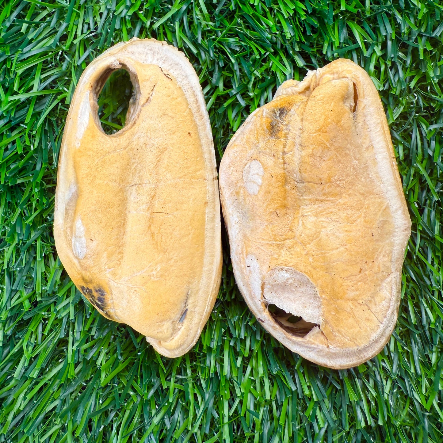 🦪🐶🐱 New Zealand Green Lipped Mussels – Freeze-Dried Treats for Dogs & Cats