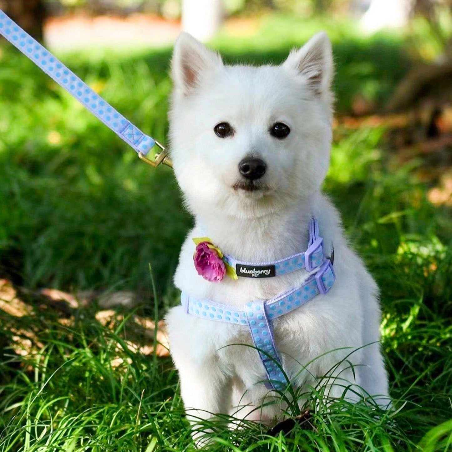 🐾✨Velvety Polka Dot Flocking Dog Harness