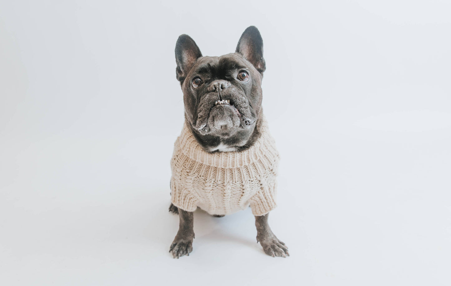 Dog Cable Knit Sweater - Beige