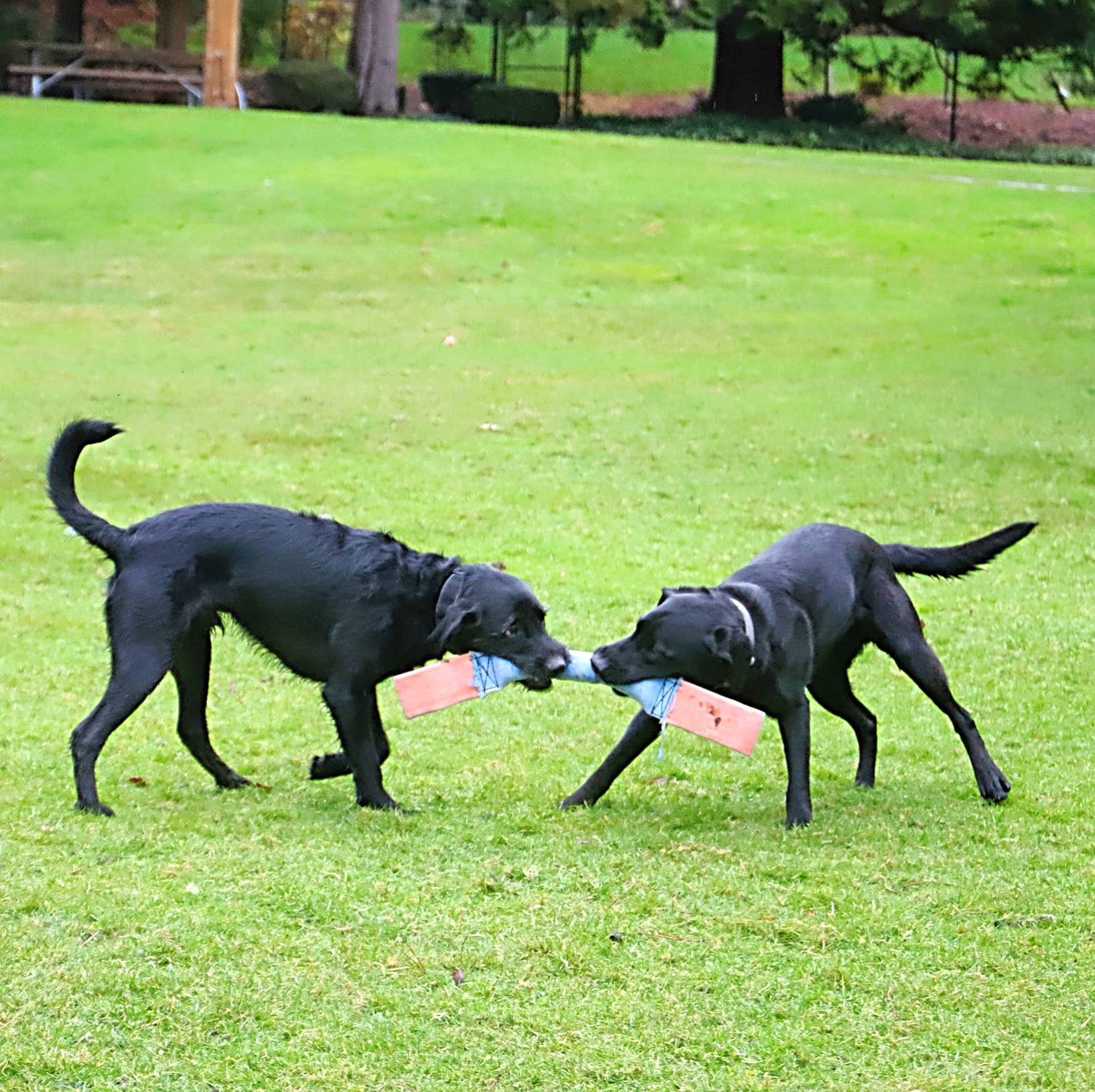 DUAL HANDLED RECYCLED FIRE HOSE TUG OF WAR DOG TOY