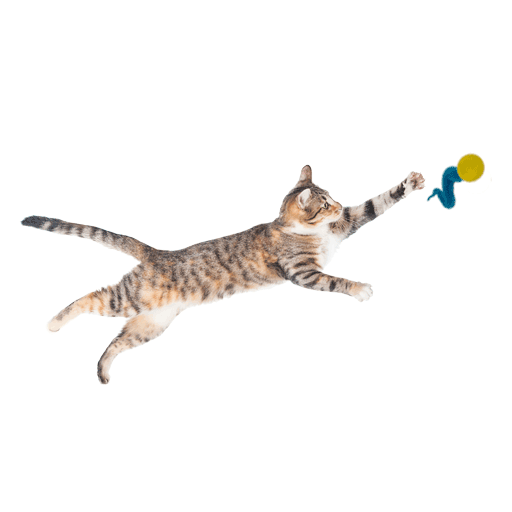 Wiggly Ping - Cat Toy Plastic Ball