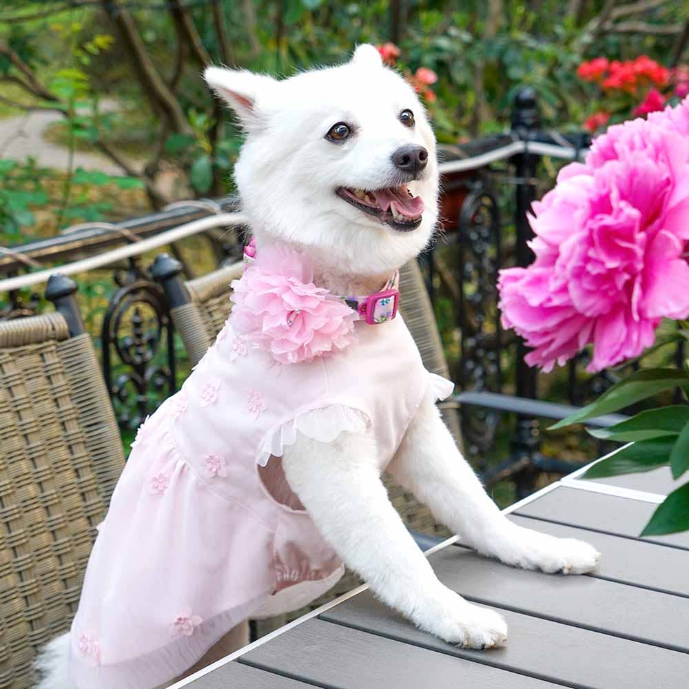 🌸 Floral Dog Collar with Pink Peony – Elegant, Feminine & Fashion-Forward 🐾