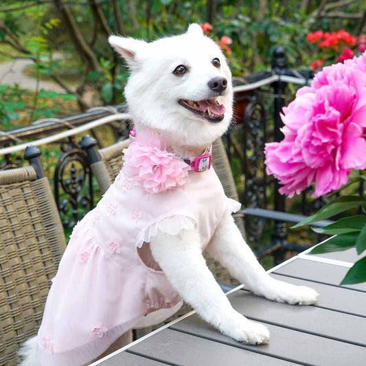 🌸 Floral Dog Collar with Pink Peony – Elegant, Feminine & Fashion-Forward 🐾