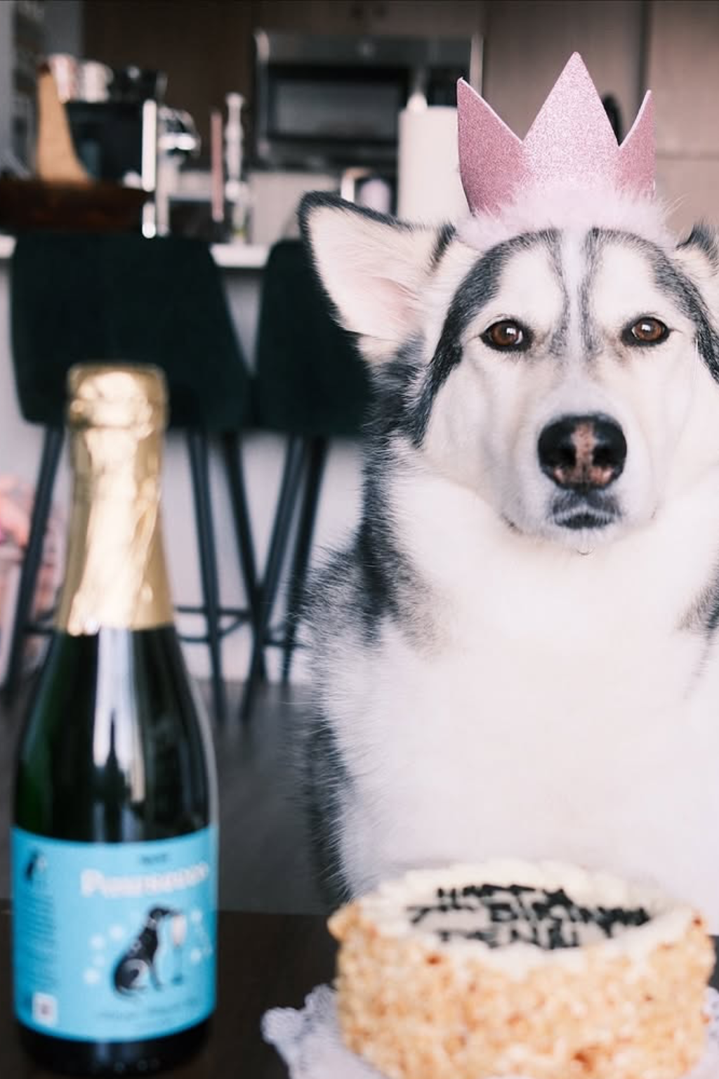 🍷🐾Dog Wine Bundle | Rose, Sauv, Pawsecco or Champaws