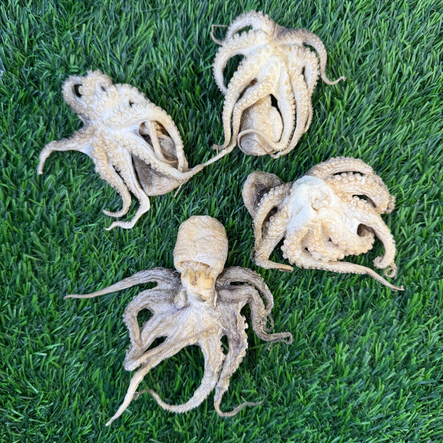 🐙🐶🐱 Freeze-Dried Baby Octopus – Single-Ingredient Treats for Dogs & Cats