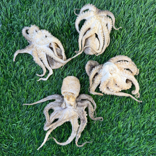 🐙🐶🐱 Freeze-Dried Baby Octopus – Single-Ingredient Treats for Dogs & Cats