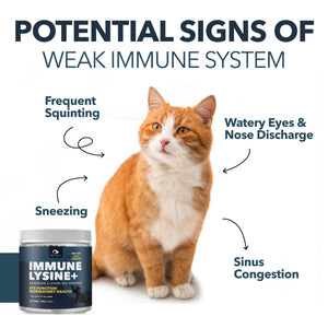 L-Lysine Supplement for Cats