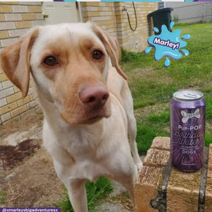 Lazy Dog Pup-Pop Birthday Water Vanilla Cake Flavor